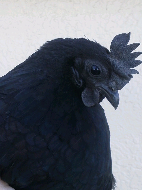真黒矮鶏 有精卵20個 シンクロチャボ