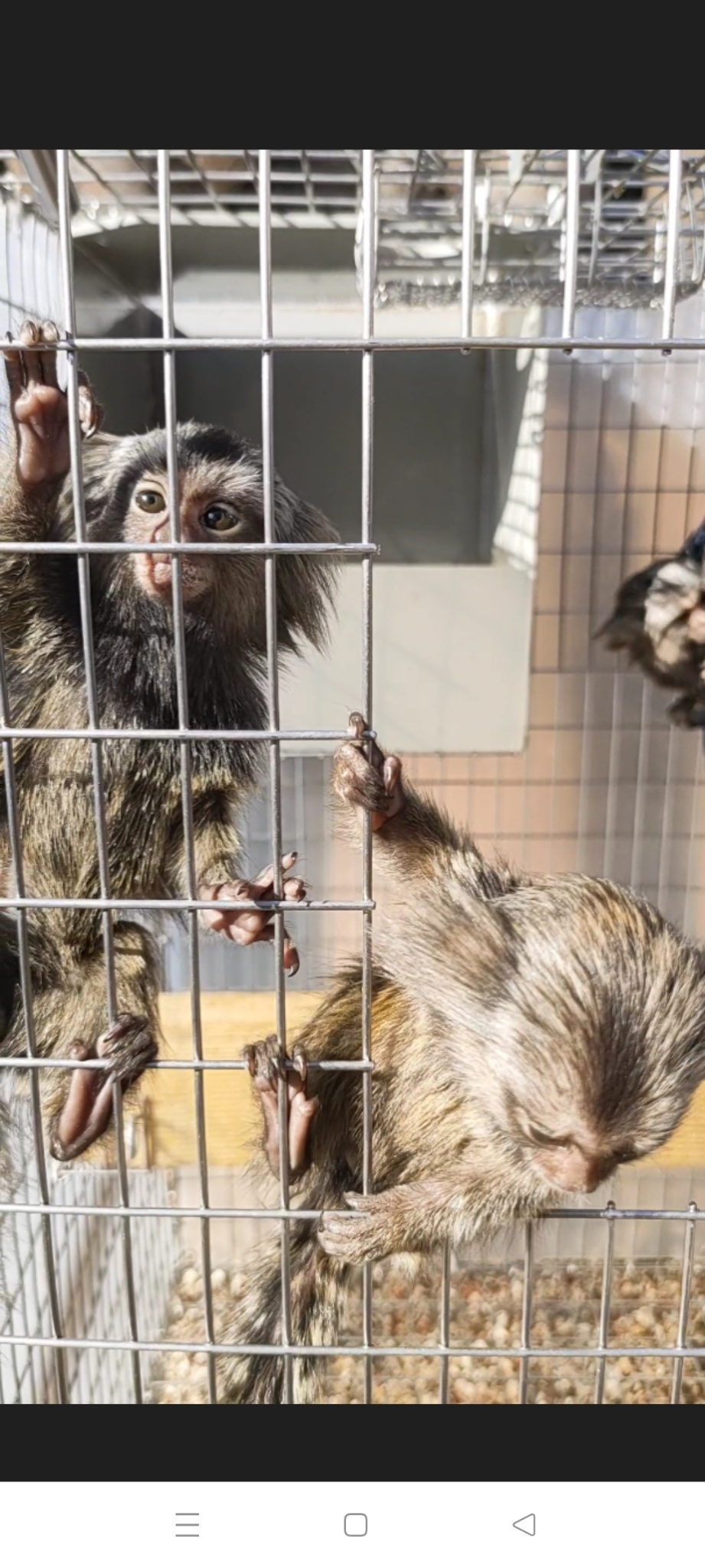 �R�����}�[���Z�b�g