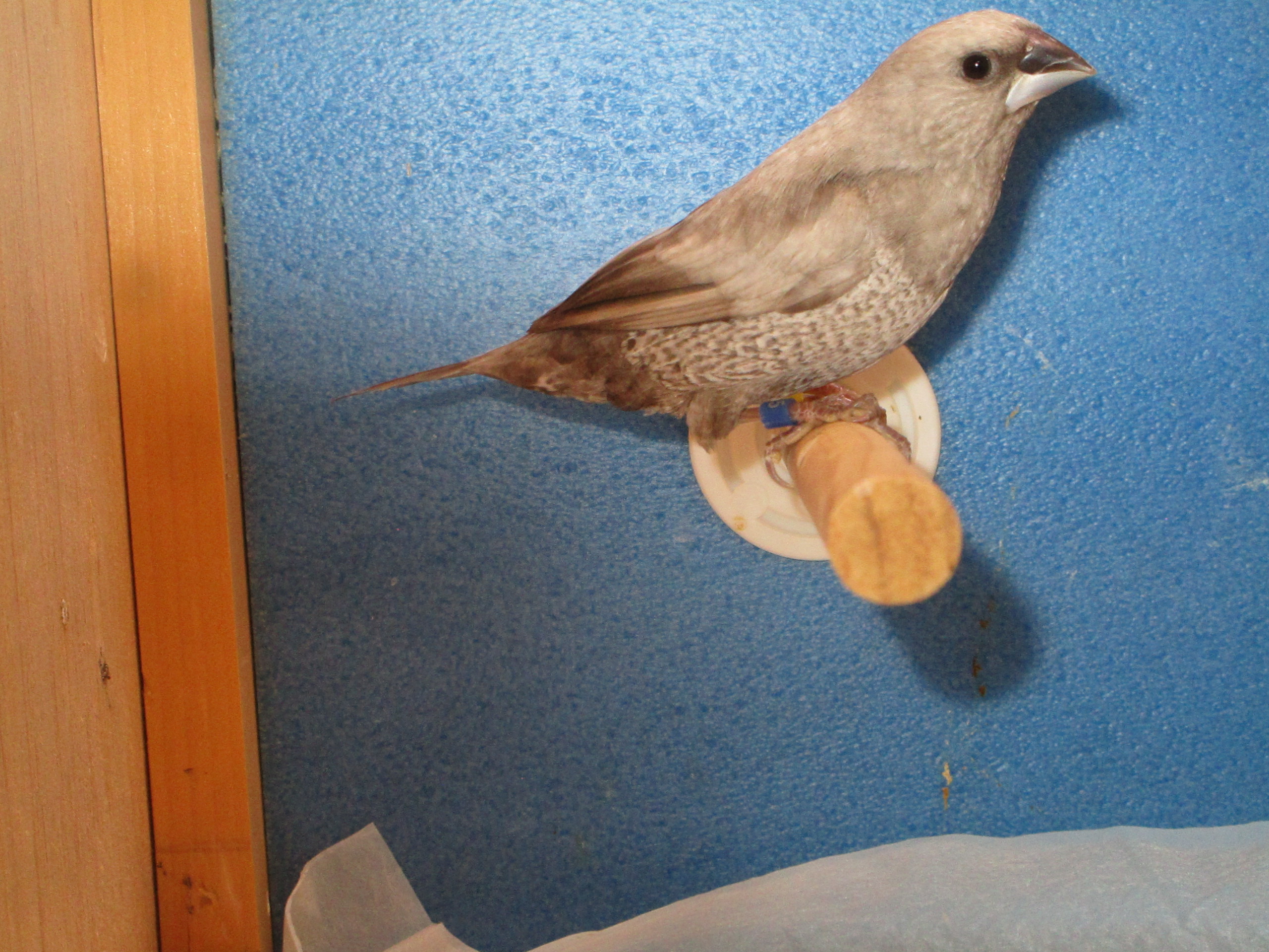 ���[���b�p�\�o���p�[����