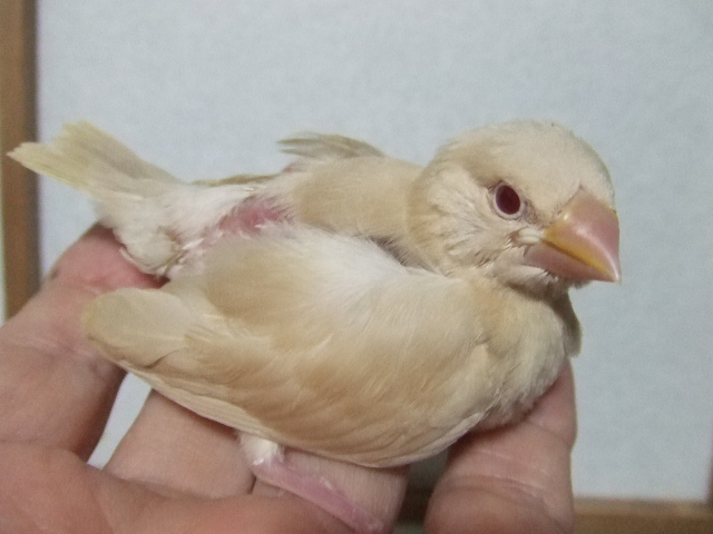 ��������̂�N���[���Ԃ񂿂傤�Ђ�