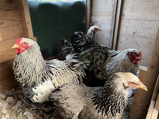 �u���}�@ �V���o�[�_�[�N5�H