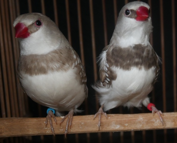 �i�V���j�_�C�������h�t�B���`�V�i�����i���b�h�j�y�A�[