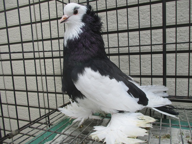 �n���K���A���n�E�X�s�W�����̎�I�X