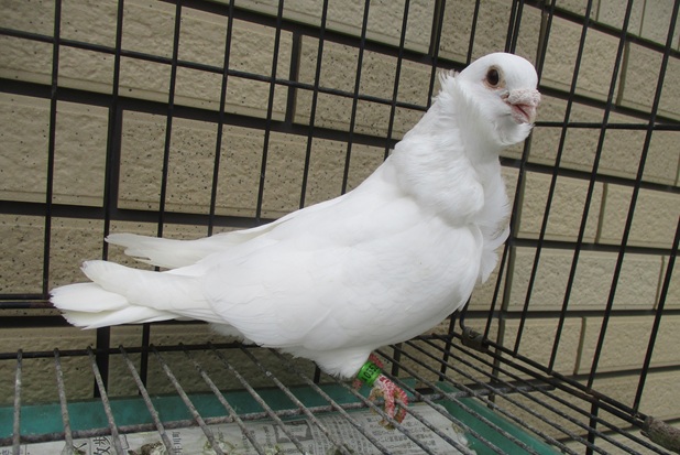 �`���C�j�[�Y�I�E���̎�I�X