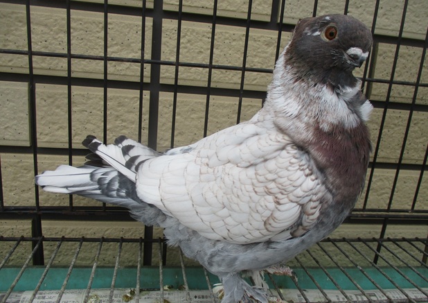 ���_���I���G���^���t�����̎Ⴡ�X