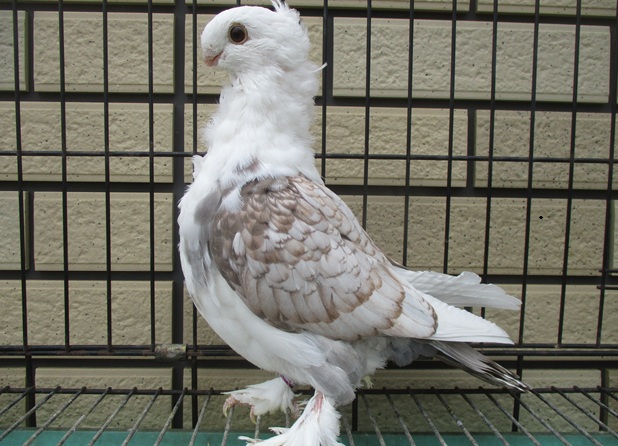 ���_���I���G���^���t�����̎�I�X�i�H�j