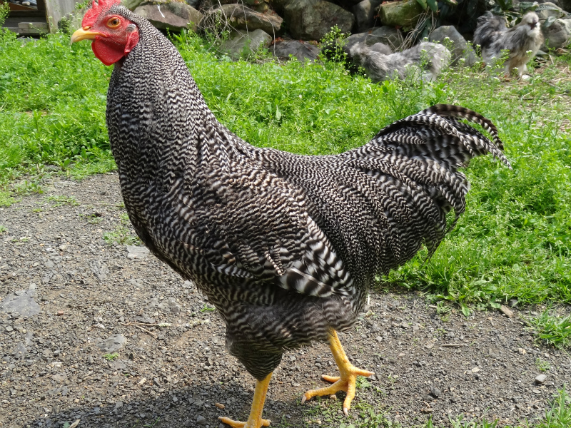 ピヨカンオークション - 保存会血統 横斑プリマスロックの種卵5個