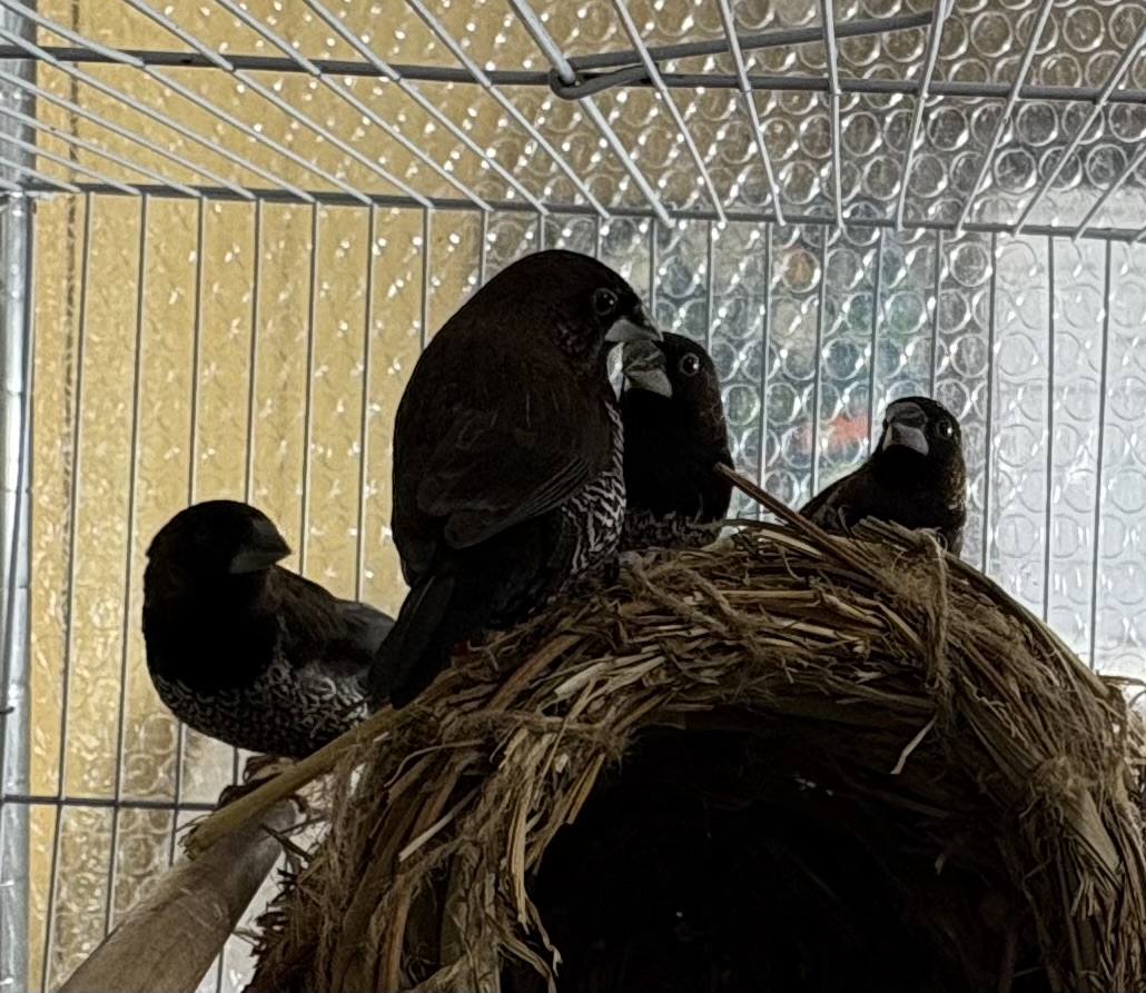 ���[���b�p�W���E�V�}�c���X��H