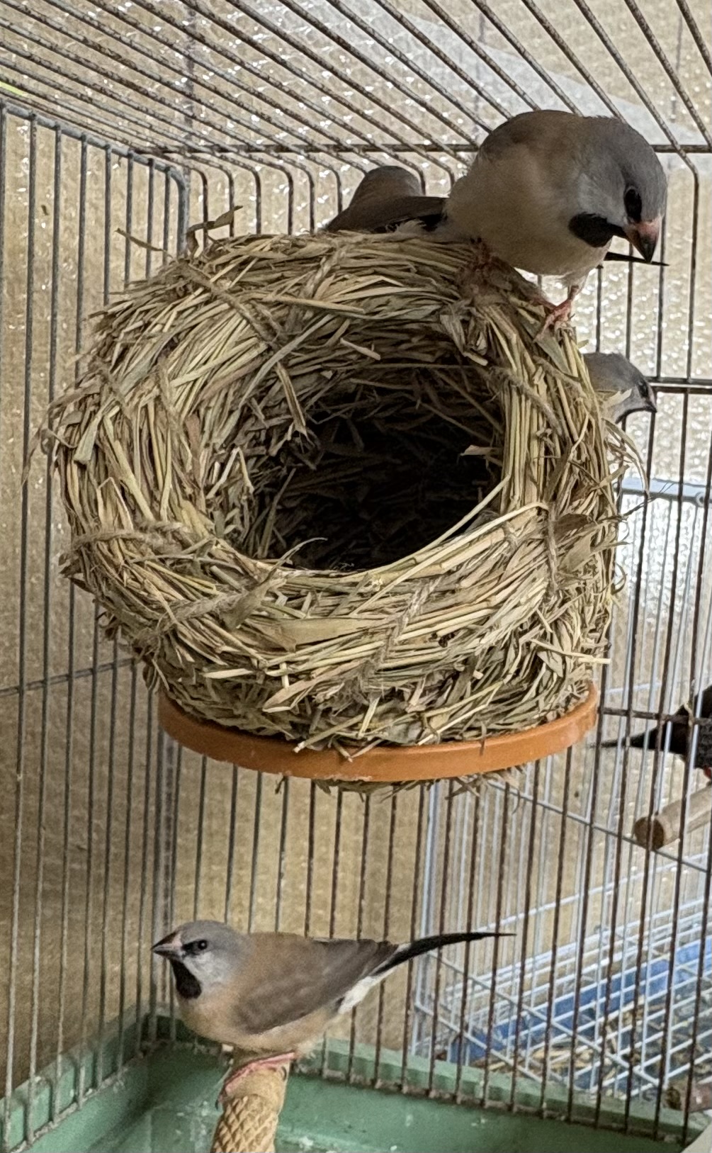 �V���o�V�L���Z�C�`���E������4�H