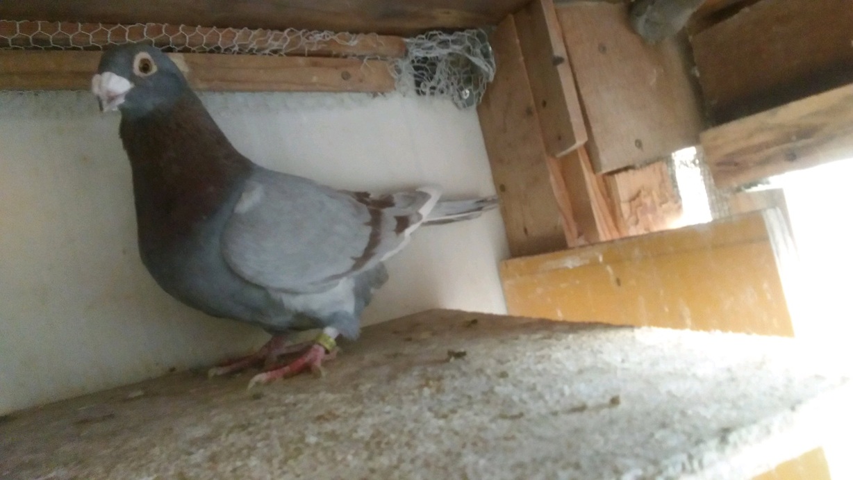 �h�C�c���@��