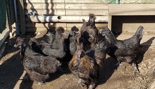 �������{�̗L�����T��