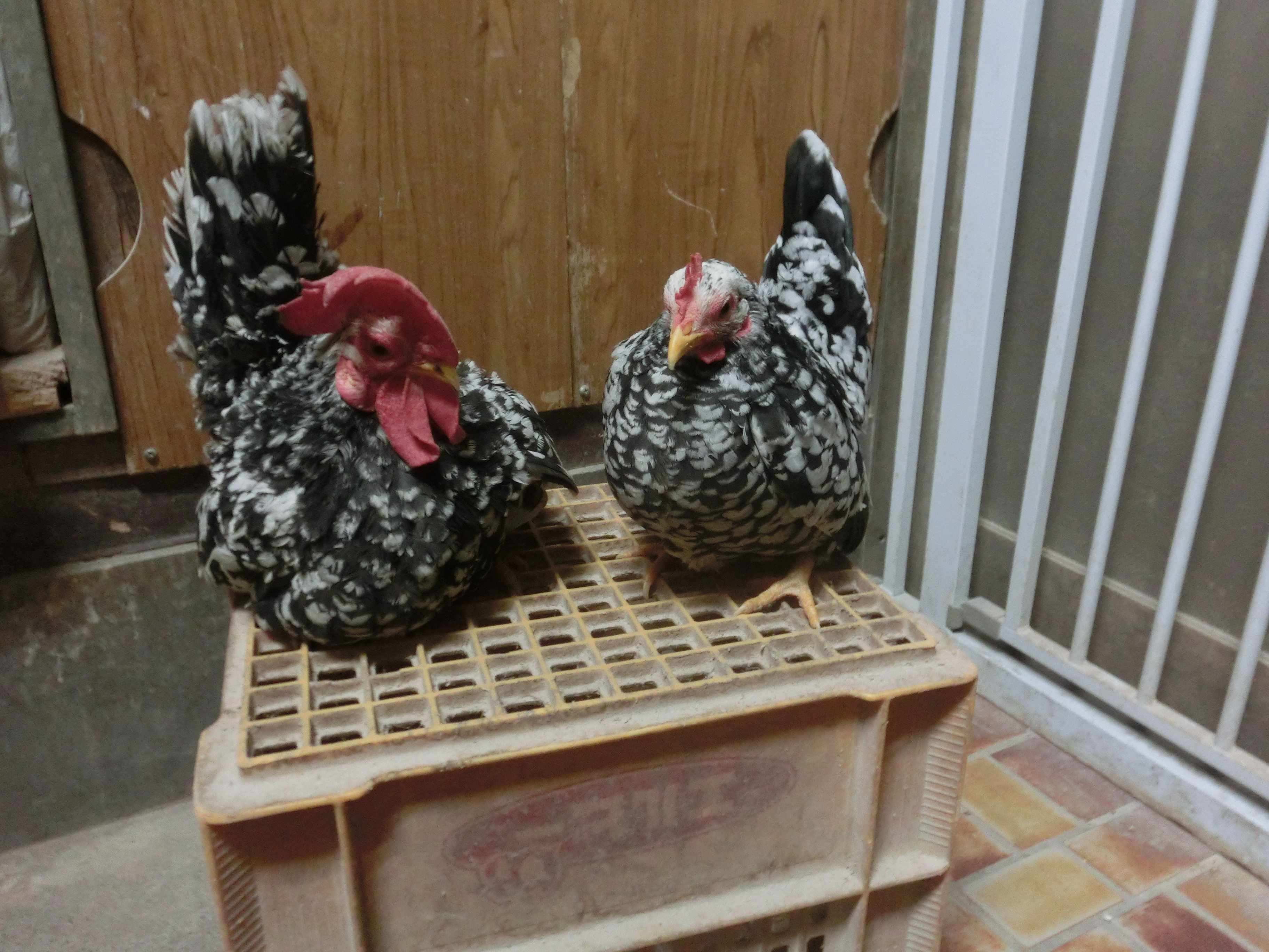 �`���{�A��Ύ�A