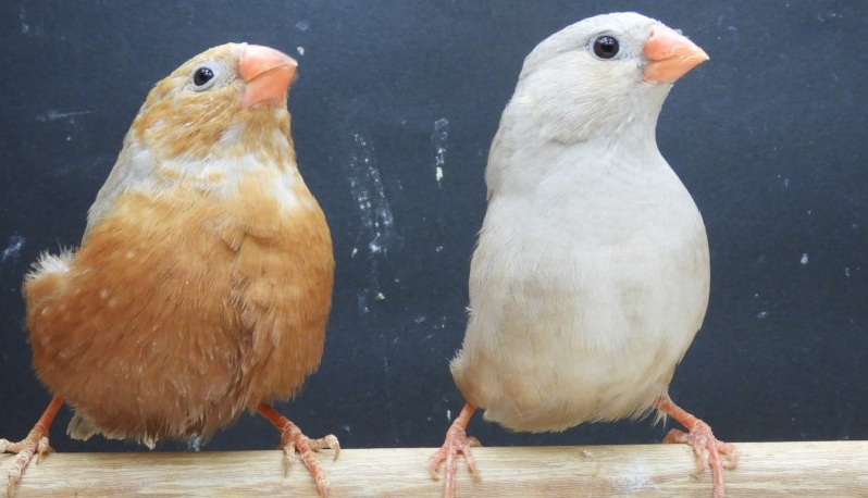 �I�[���I�����W��y�A�[