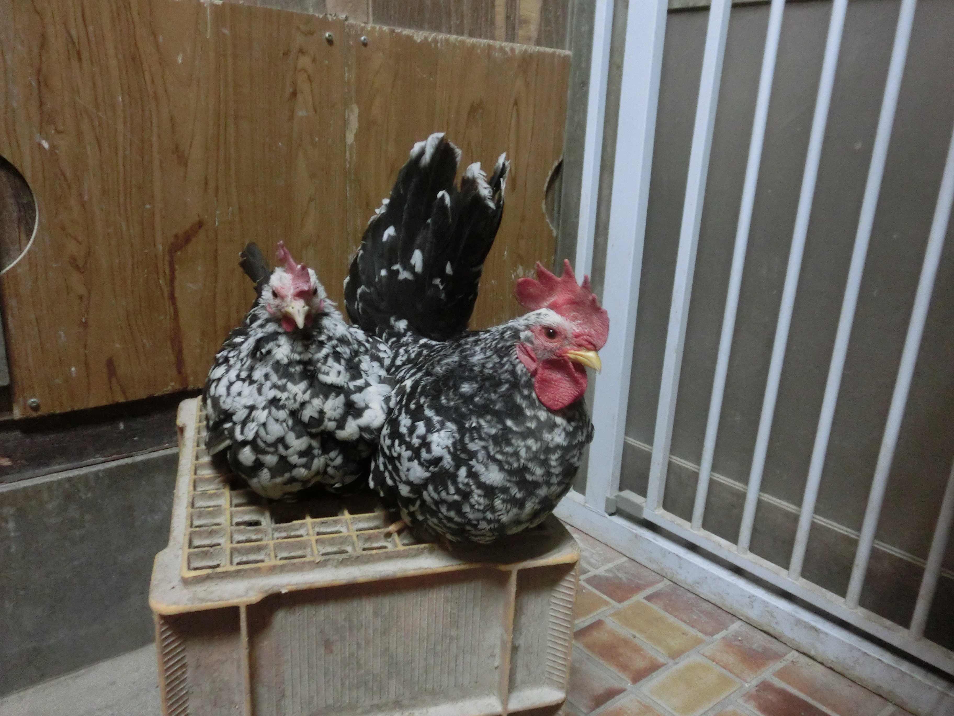 �`���{�A��Ύ�A