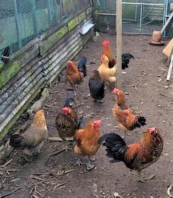 �A���[�J�i�@�L�����T��