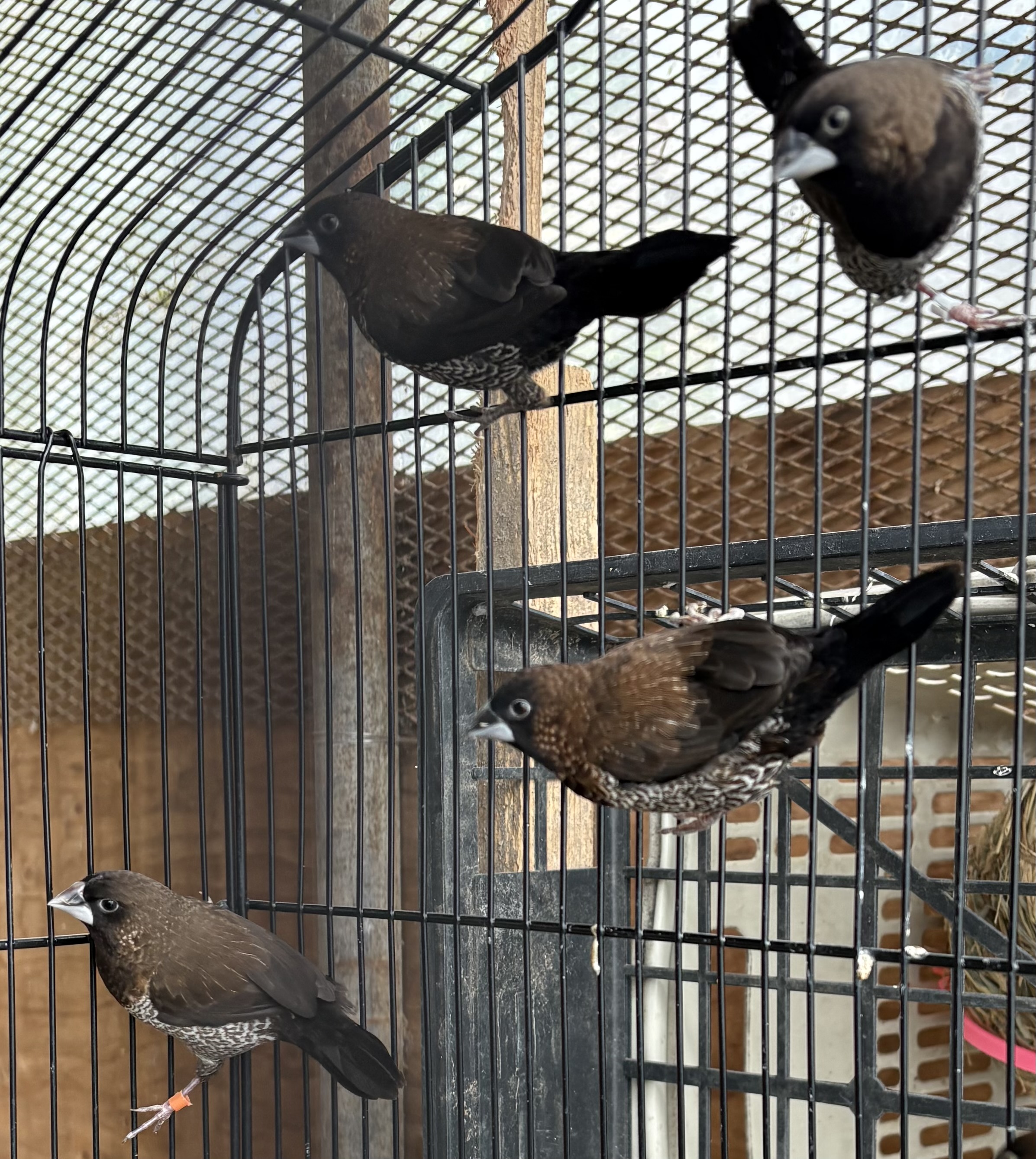 ���[���b�p�W���E�V�}�c���X2�H