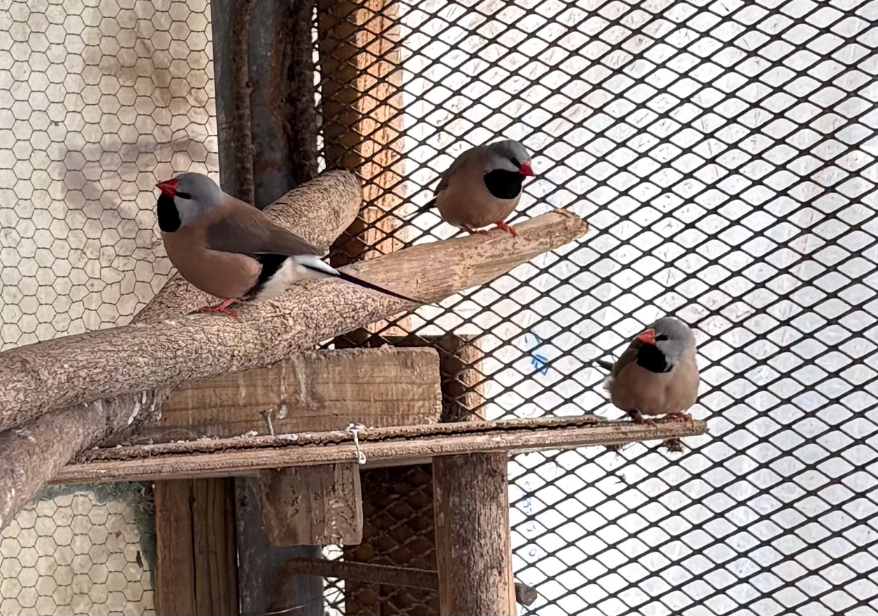 �V���o�V�L���Z�C�`���E�I�X2�H