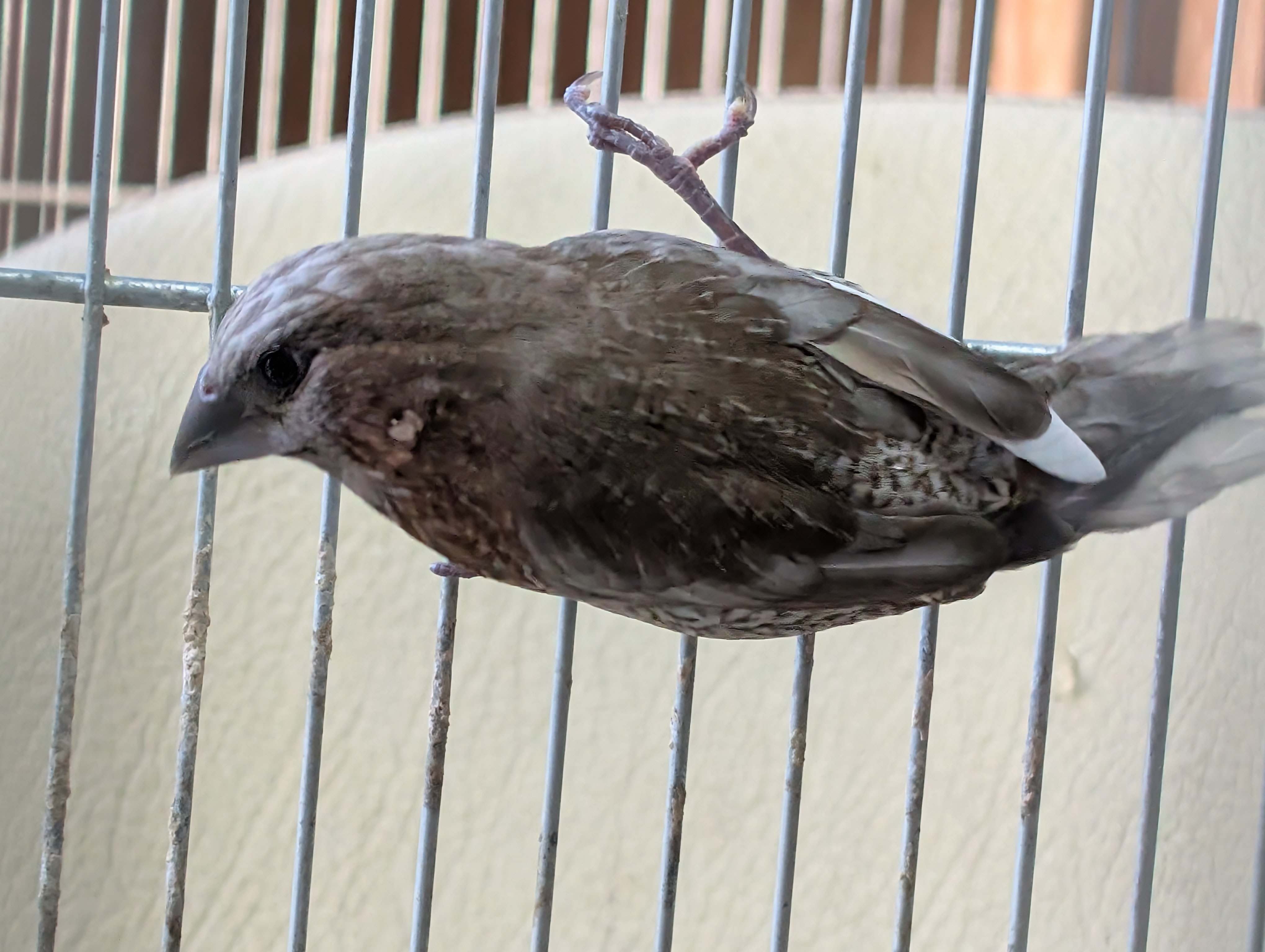 ���[���b�p�W���E�V�}�c2025�N12���Y��