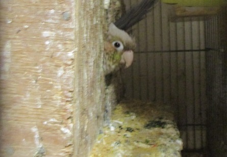 �E���R�C���R�@�y�A�@�Q