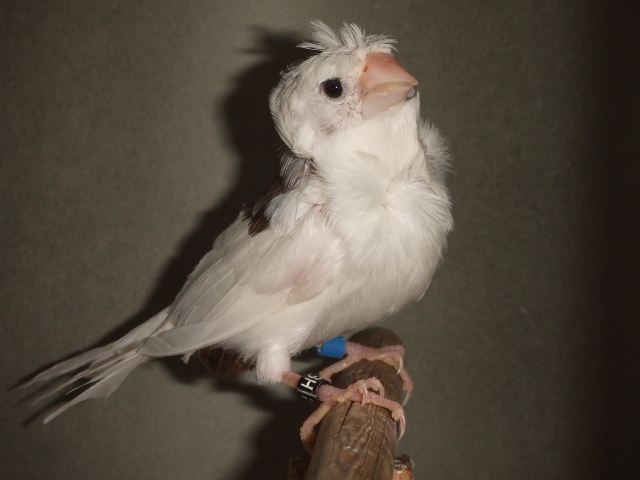 �|���́@��[���W���E�V�}�c�@�I�X