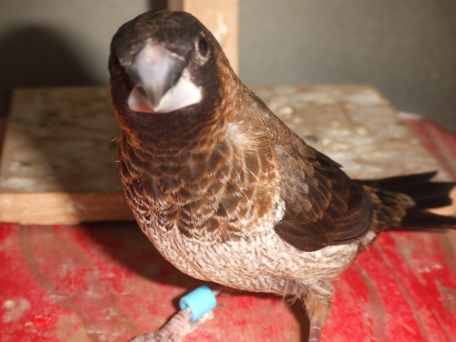 �W���E�V�}�c�@�I�X