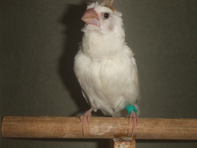 �|���́@�W���E�V�}�c���c�@�I�X