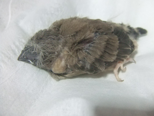 ����������u���b�N�`�[�N�@�I�X�e�̓��[���ł��B