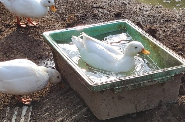 �R�[���_�b�N�̗L�����T��