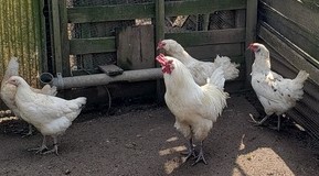 �A���[�J�i�L�����T��