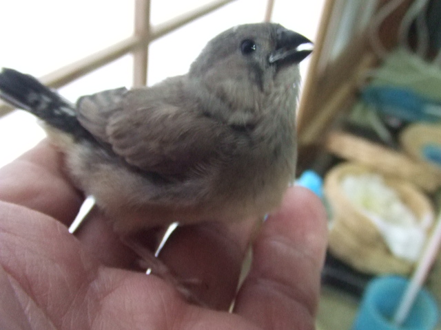 �@���񂩂��傤�߂��@�I�X�e�̓��[���ł��B