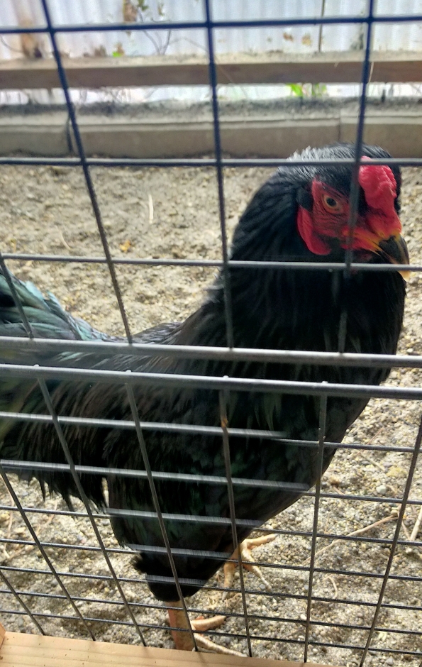 �F���{����