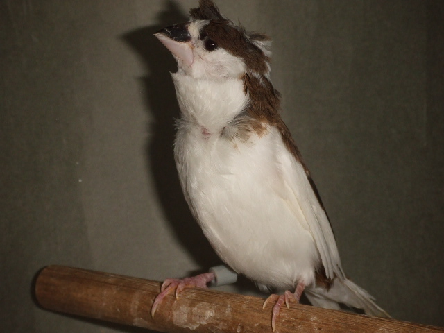 �������̗ǂ��@�|���́@���c�\�o���@�I�X