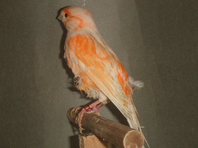 �Q�S�N�����O�@�f���t�B�b�N�J�i�����@���X�@