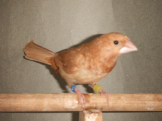 �V���@�́X�a�\�o���@�I�X