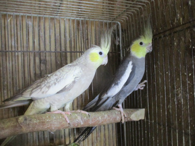 �I�J���C���R�@�y�A