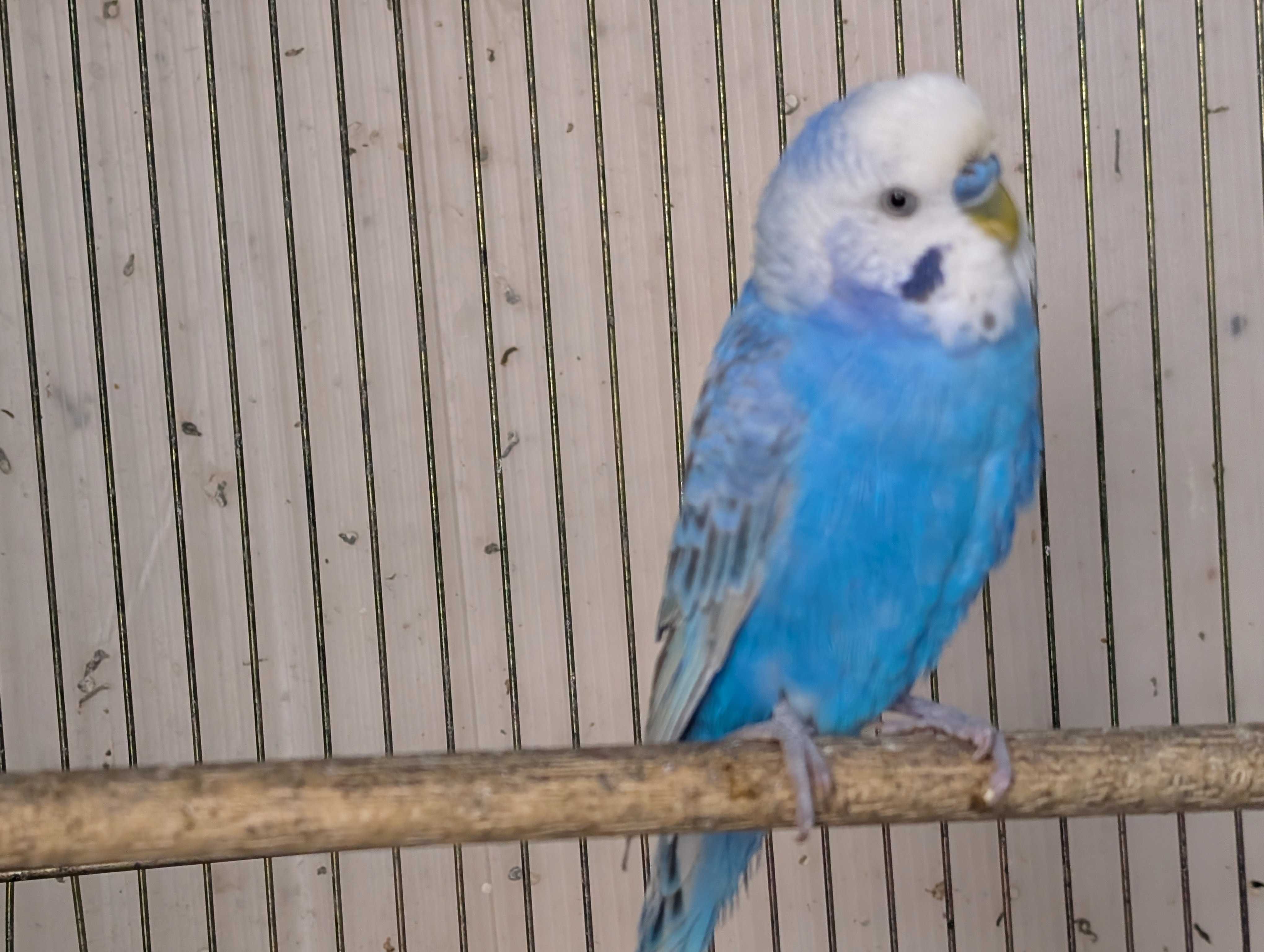 �Z�L�Z�C�C���R�@�R�o���g�I�X2025�N�Y�I�X