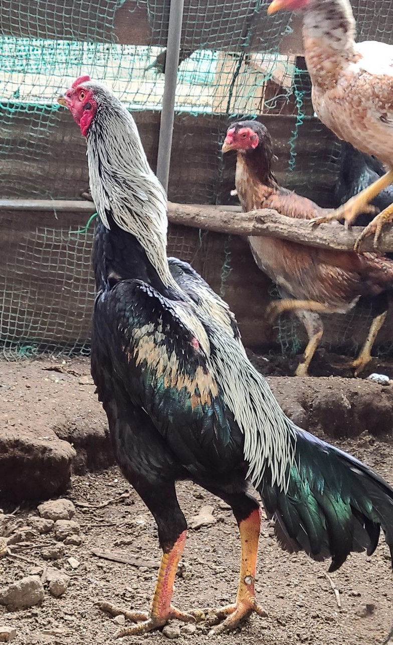 ��R�{�̗L�����P�O��