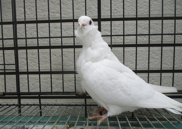 ���킢���`���C�j�[�Y�I�E���̃I�X