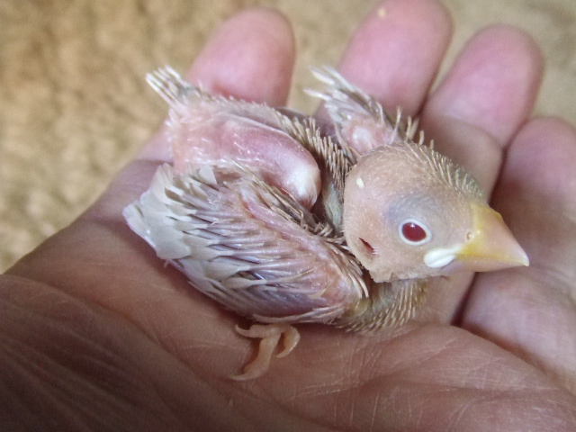 ���������� �N���[���Ԃ񂿂傤�@�q�i