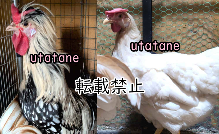 �|�[���b�V���Ƃ̃~�b�N�X�L����5��