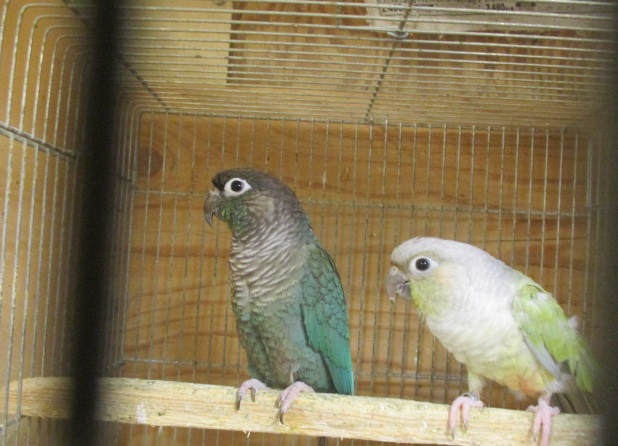 �E���R�C���R�@�y�A2