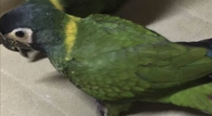 ���Y���^�R���S�E�C���R�@�L�G���q���R���S�E�C���R������