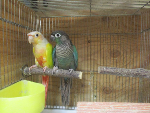 �E���R�C���R�@�I�X�@�u���[