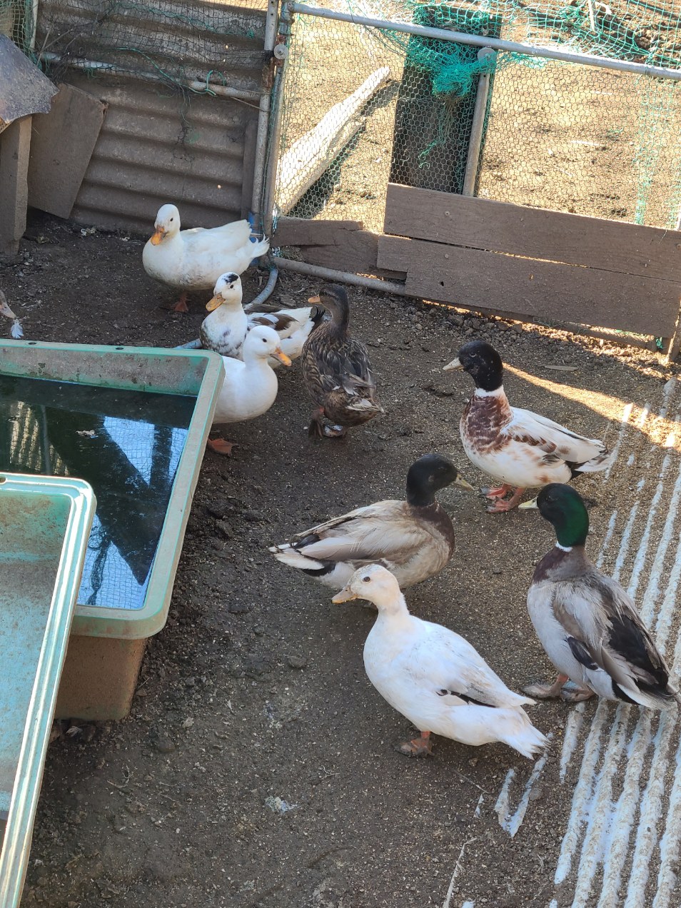 �R�[���_�b�N�L�����T��