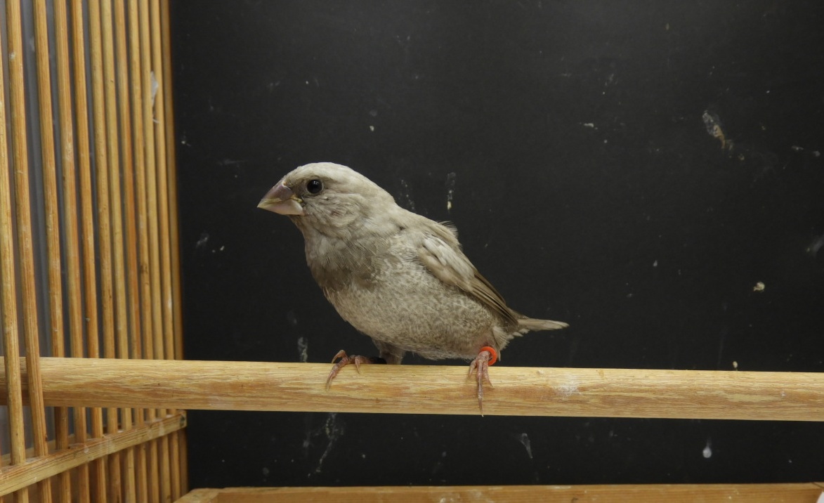 �p���O���[