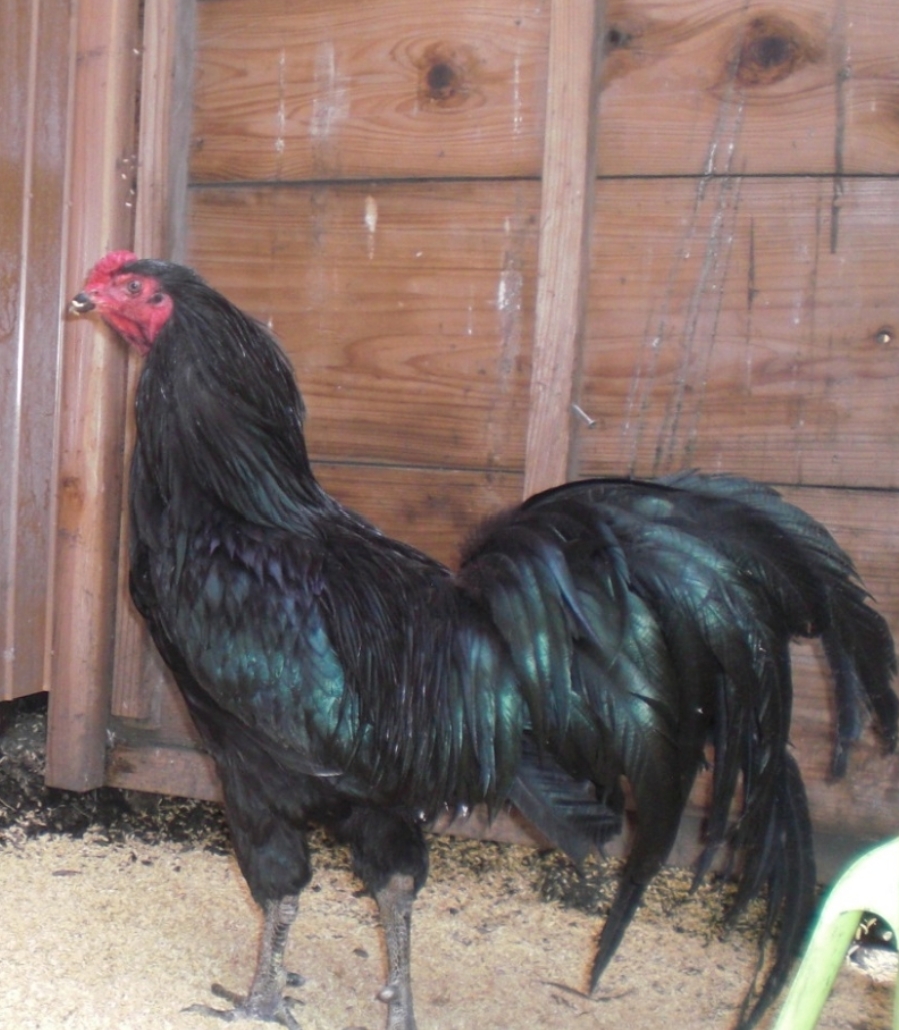 �F���{�����L����5��