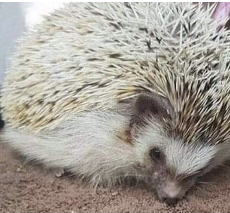 �������Y�A�t���J���s�O�~�[�n���l�Y�~�@�����6�����@