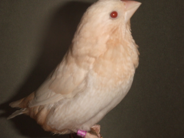 �Q�S�N�����O�@�N���[���C�m�@�I�X �@�x���M�[���n