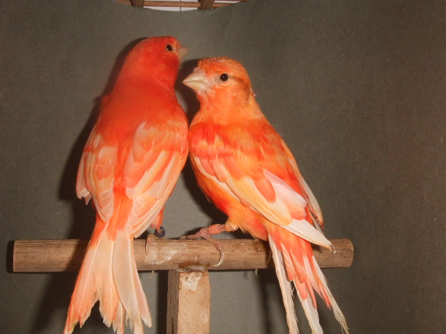 �ԃJ�i�����@�y�A�[