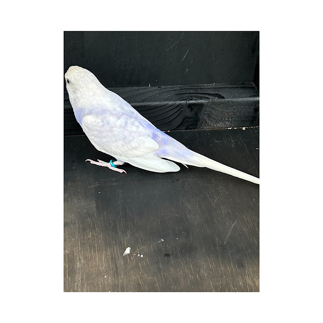 �z���C�g�E�B���O���C���b�N�Z�L�Z�C�C���R